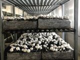 KOCAELİ 7 X 20 MAKASLI SİSTEM MANTAR ÇADIRIMIZ... **AFYON YARKA**